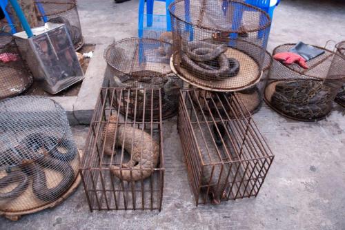 myanmar illicit endangered wildlife market cdan bennett flickr kopie